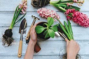 8 Kamerplanten die je zou moeten kennen