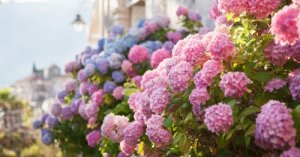 Tuinonderhoud: de beste tips voor de hortensia