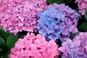 De beste tips voor hortensia's