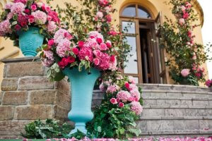 Hoe houd je je rozen in perfecte conditie