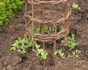 tips om je klimplanten vast te binden met een rond hekje
