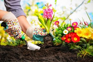 7 van de beste planten voor in en om het huis