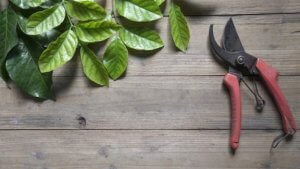 Een snoeischaar heb je altijd nodig in je tuin