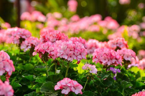 Bosje roze bloemen in de tuin