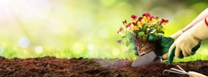 5 plantensoorten voor in je tuin kiezen