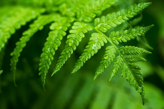 Blad van een varen met waterdruppels