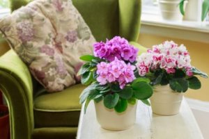 Een mooie herfsttuin met deze 3 ideale planten