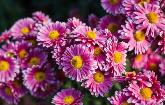 Chrysanten zijn een optie voor een mooie herfsttuin