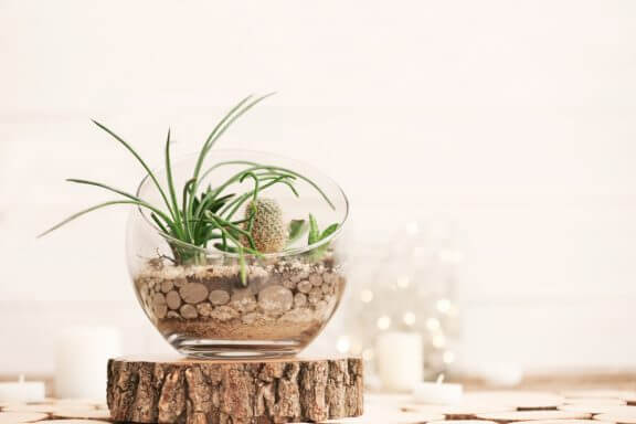 Terrarium op een houten plank