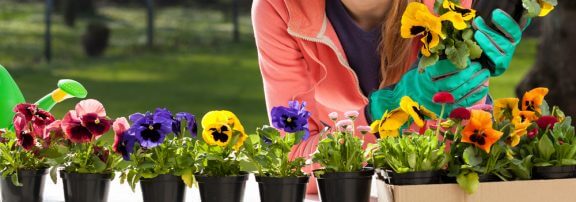 Bakjes met tuinviooltjes
