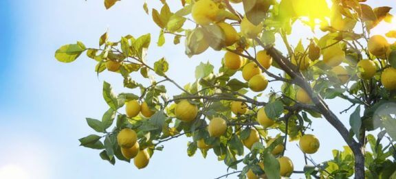 Citroenbomen in de tuin met een beetje zonlicht
