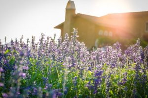 Italiaanse of Franse tuin? De keus is aan jou