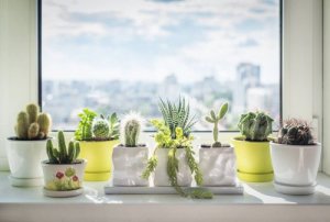 Alles over cactussen - winterharde en mooie planten