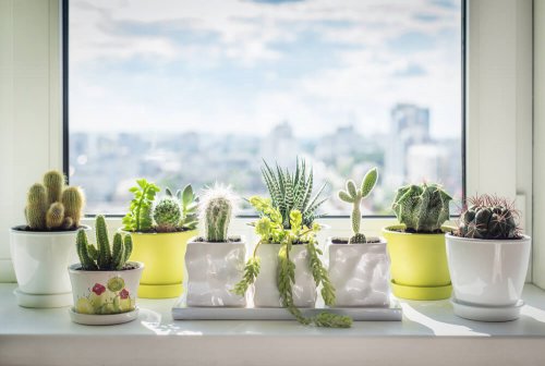 Alles over cactussen - winterharde en mooie planten - Decor Tips