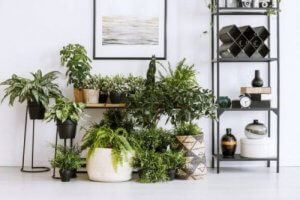 Planten en Feng Shui: weet jij hoe ze kunnen helpen?