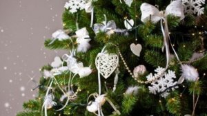 Hoe kies je de juiste kerstboom deze kerst?