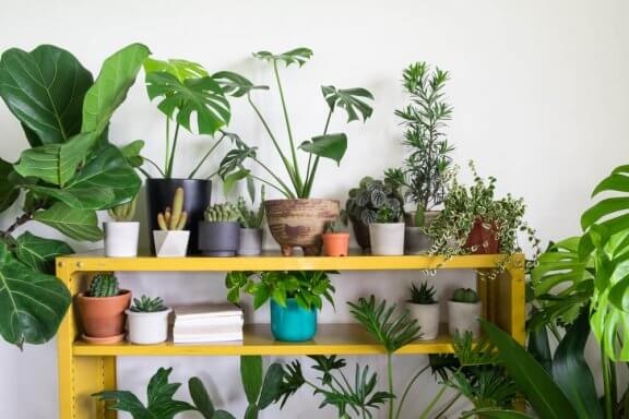 Planten als decoratieve woonaccesoires