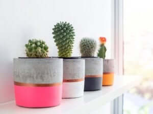 Cactussen in een pot