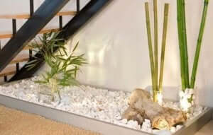 Steentjes en een plant