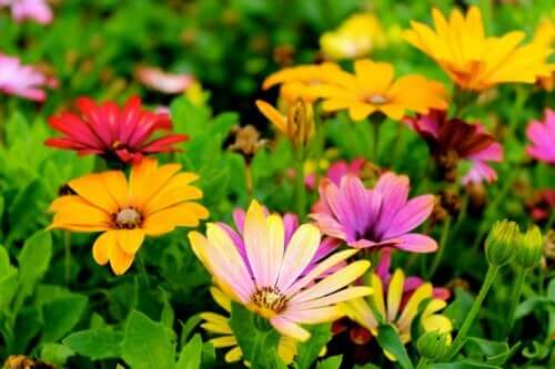 Een zomertuin creëren