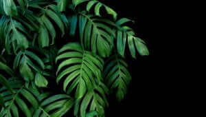 Monstera of gatenplant