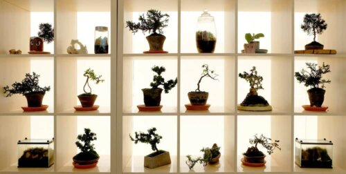 Een bonsai voor iedereen