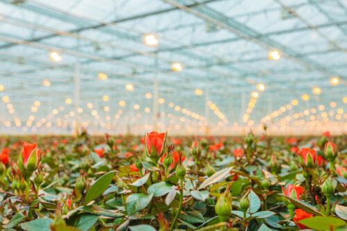 Bloemenkwekerij
