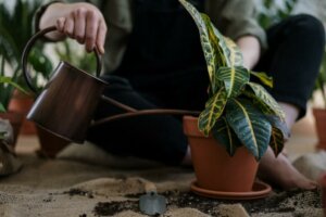 Zo red je een plant die te veel water heeft gekregen