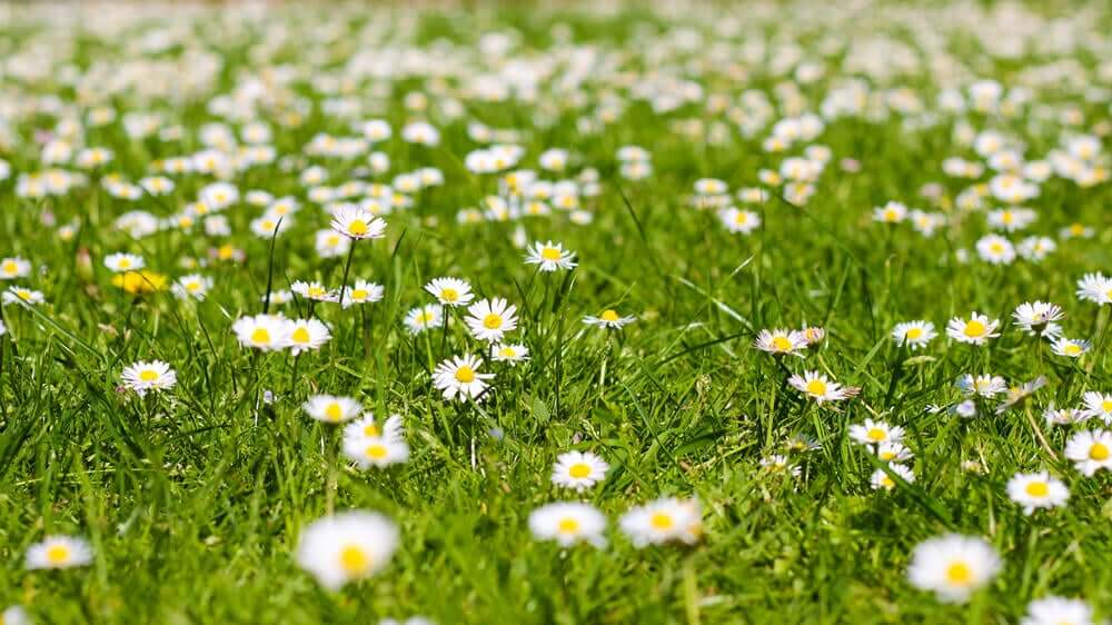 Veld met madeliefjes