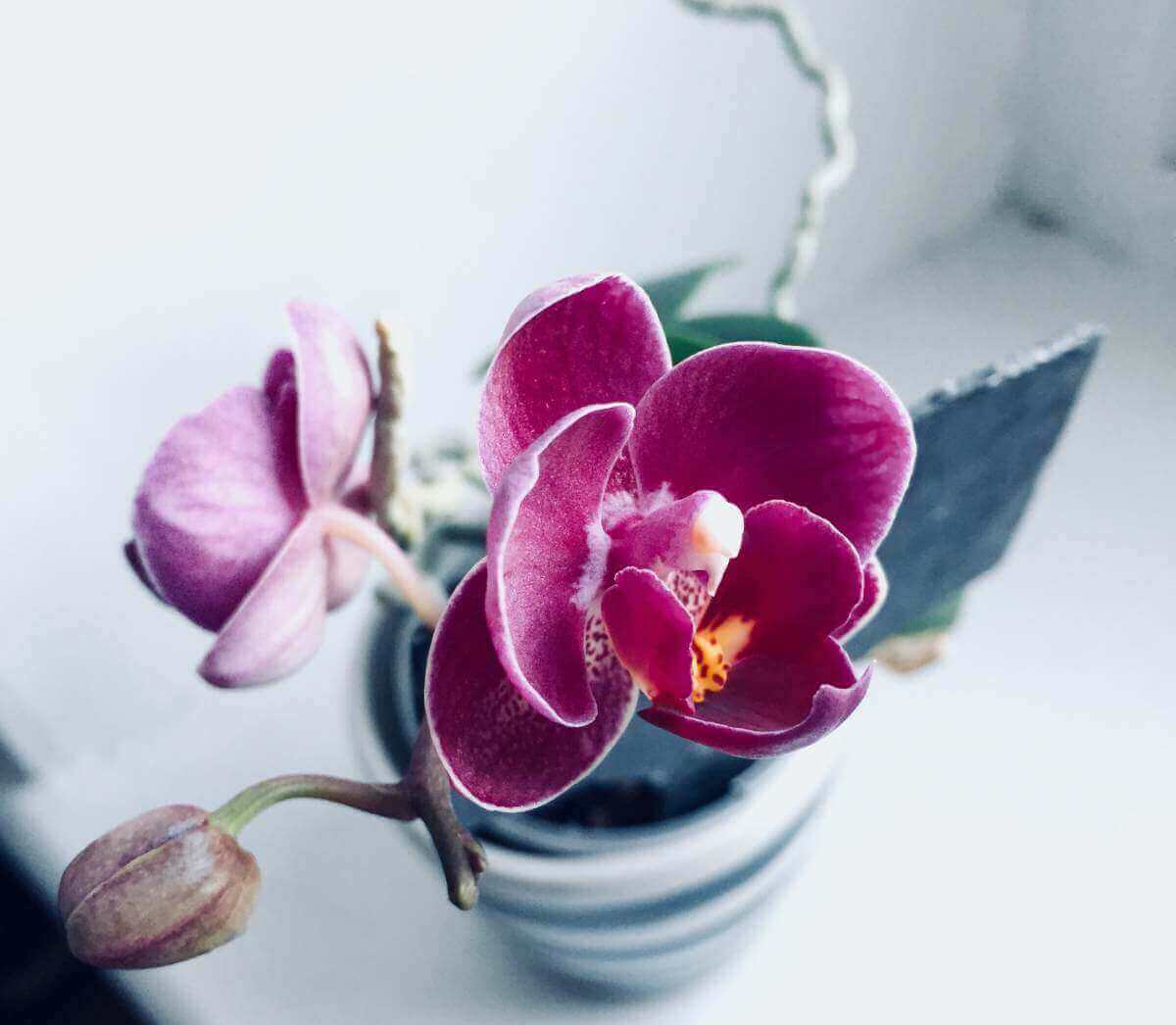 Orchidee in pot
