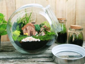 Alles over het maken van gesloten flessentuinen