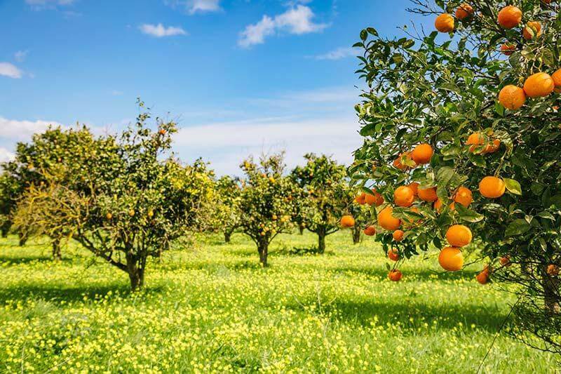 Je eigen fruitbomen