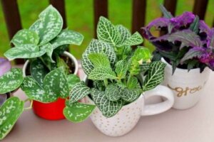 Hoe oude koffiemokken opnieuw te gebruiken