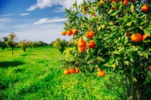 Je eigen fruitbomen kweken - de basis