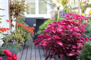 Planten voor op je terras: welke kies je?