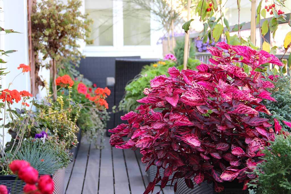 ‌Planten voor op je terras: welke kies je?