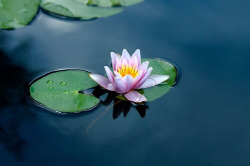 De waterlelie: hoe kweek je er een in je tuinvijver?