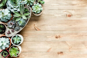 Lithops of levende stenen: ontdek hoe je ze kunt verzorgen