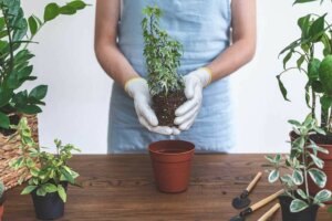 Tips voor het verplanten van een plant in een nieuwe pot