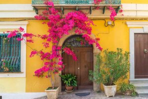 Bougainvillea: een kleurrijke klimplant vol bladeren