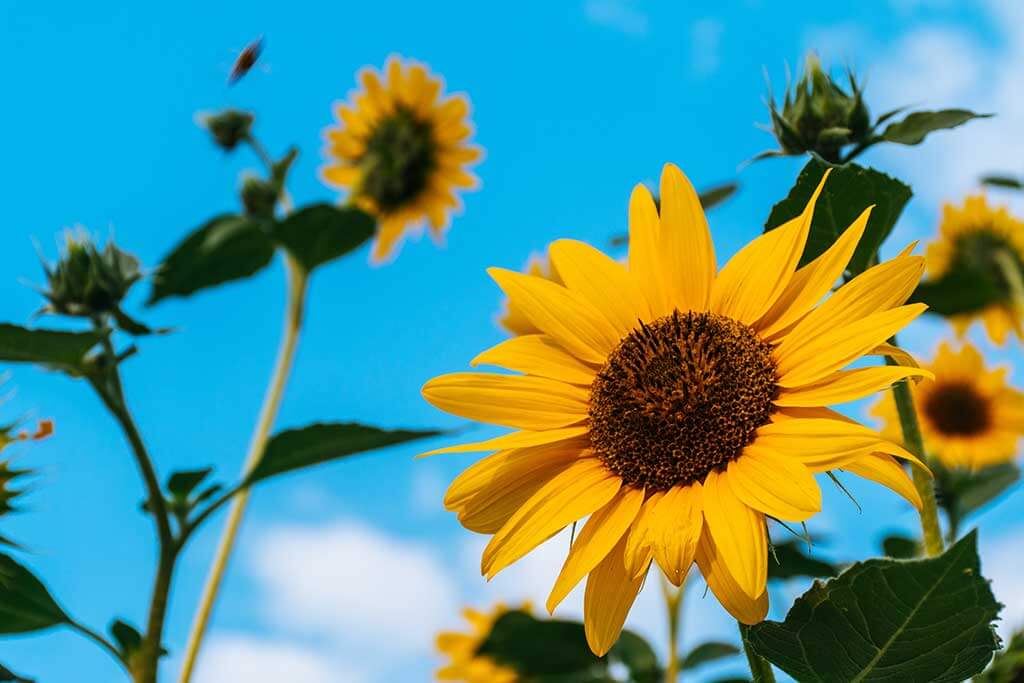 Zonnebloemen: alles wat je moet weten