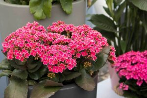 Kalanchoë: de prachtige plant die gemakkelijk te verzorgen is