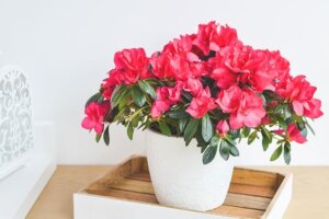 De azalea: ontdek hoe je voor deze prachtige plant kunt zorgen