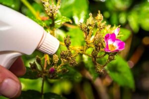 Voordelen van het gebruik van azijn voor planten