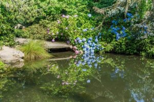 Acidofiele planten: wat zijn het en hoe verzorg je ze?