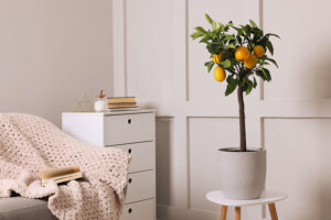 Kamerplanten om je huis te koelen in de zomer