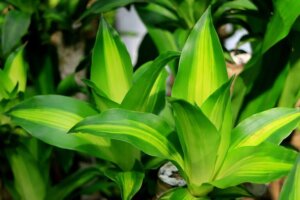 De plant van geluk: zijn behoeften begrijpen