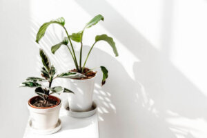 De Calathea: een plant die de hele dag door verandert