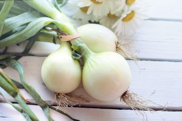 Je complete gids voor het planten van uien