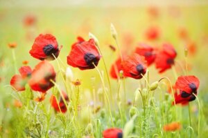 Papaver: leer hoe je voor deze wilde bloem moet zorgen